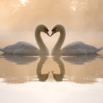 swans in love